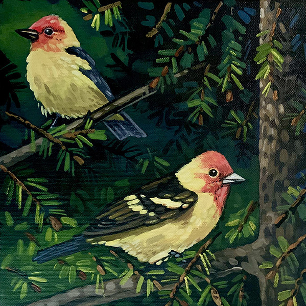 Darrell Ward - Western Tanager - 10x10in
